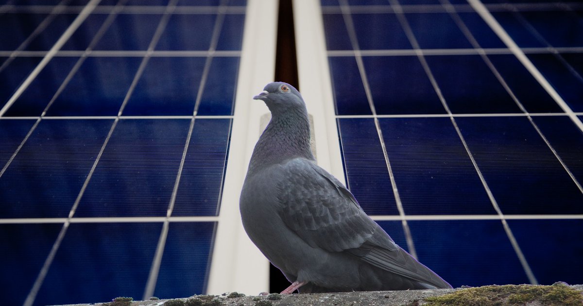 Pigeons Under Your Solar Panels